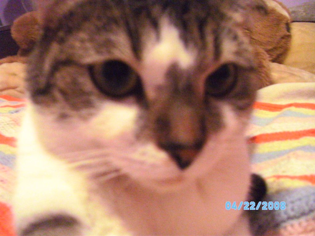 SANYO DIGITAL CAMERA