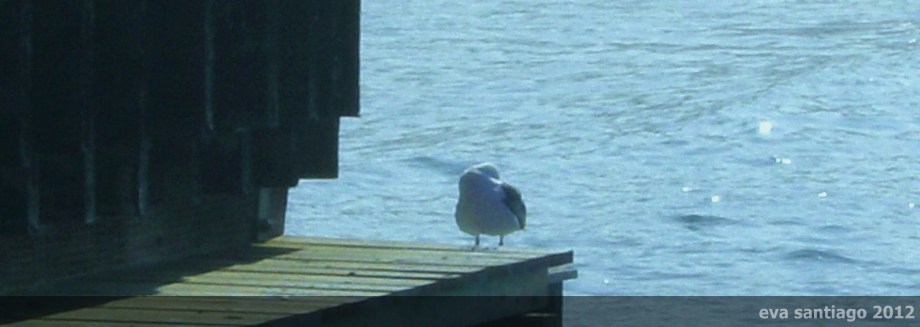 SANYO DIGITAL CAMERA