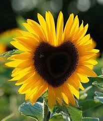 heart sunflower